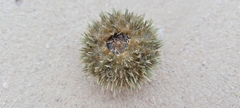 Echinoidea