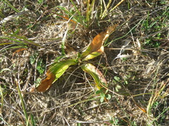 Gentiana cruciata