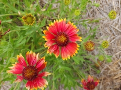 Gaillardia aristata