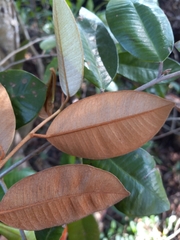 Chrysophyllum