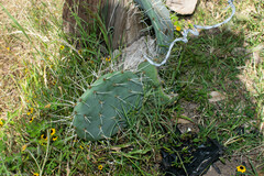 Opuntia robusta