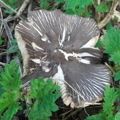 Pluteus ephebeus