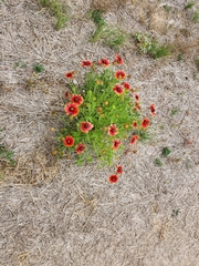 Gaillardia aristata