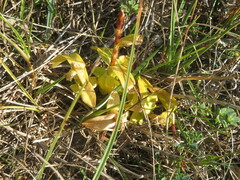 Gentiana cruciata