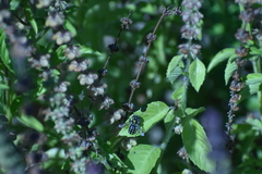 Anthidium maculosum