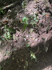 Nabalus serpentarius