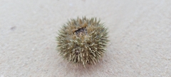 Echinoidea