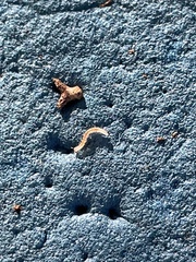 Blaniulus guttulatus