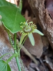 Passiflora