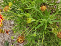 Gaillardia aristata