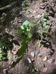 Nabalus serpentarius