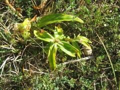 Gentiana cruciata