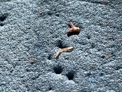 Blaniulus guttulatus