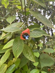 Palicourea tomentosa