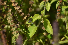 Anthidium maculosum