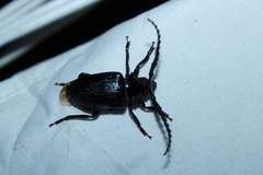 Prionus laticollis
