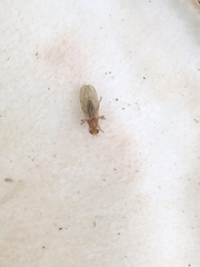 Suillia laevis