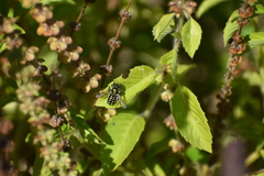 Anthidium maculosum