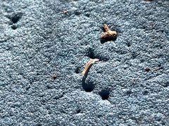 Blaniulus guttulatus