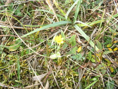 Blackstonia acuminata