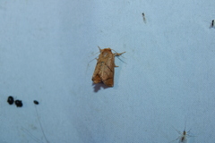 Apoda y-inversa