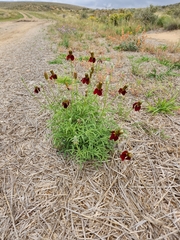 Ratibida columnifera