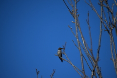 Calypte anna