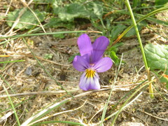 Viola tricolor curtisii