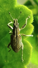 Charagmus gressorius