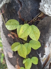 Dolichandra unguis-cati