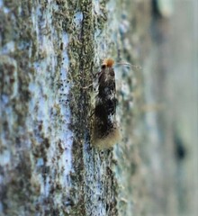 Bucculatrix cidarella