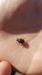 Onthophagus