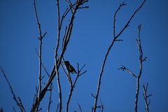 Calypte anna