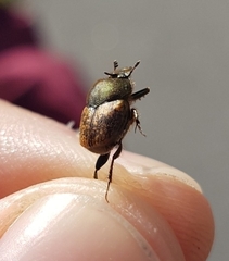 Onthophagus
