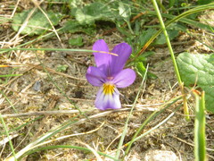 Viola tricolor curtisii