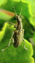 Charagmus gressorius