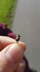 Onthophagus