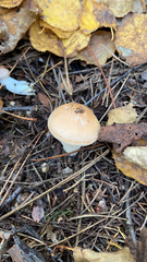 Cortinarius caperatus