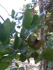 Krugiodendron