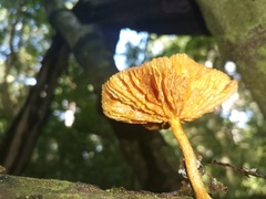 Heimiomyces tenuipes