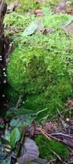 Dicranodontium denudatum