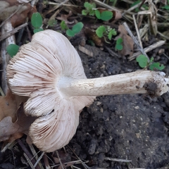 Pluteus ephebeus
