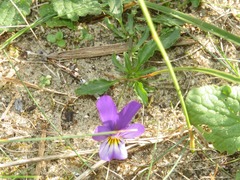 Viola tricolor curtisii