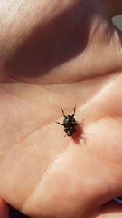 Onthophagus