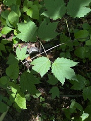 Viburnum acerifolium