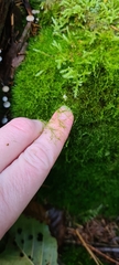 Dicranodontium denudatum