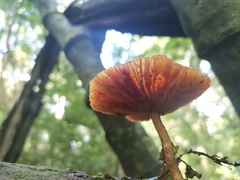 Heimiomyces tenuipes