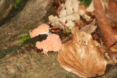 Tubifera