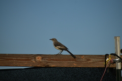 Mimus polyglottos