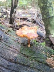 Heimiomyces tenuipes